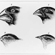 Image for article titled Species Diversity Not Caused By Environment
